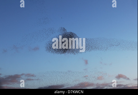 Starling murmuration sur Somerset Levels Banque D'Images