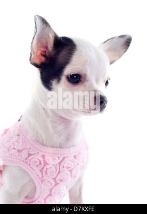 Portrait d'un mignon chiot chihuahua pure race, in front of white background Banque D'Images