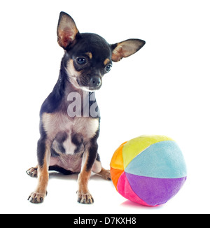 Portrait of a cute chiot de race chihuahua et ball in front of white background Banque D'Images