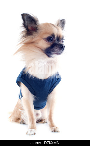 Portrait of a cute chihuahua pure race habillé in front of white background Banque D'Images