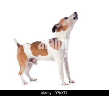 Portrait d'un Jack Russel terrier aboyer en studio Banque D'Images