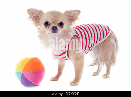 Portrait of a cute puppy chihuahua habillé in front of white background Banque D'Images