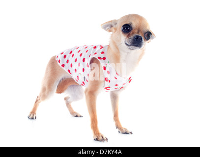 Portrait of a cute chiot de race chihuahua habillé in front of white background Banque D'Images