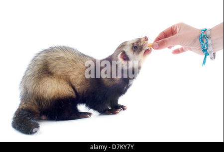 Un homme d'alimentation des furets dans une main in front of white background Banque D'Images