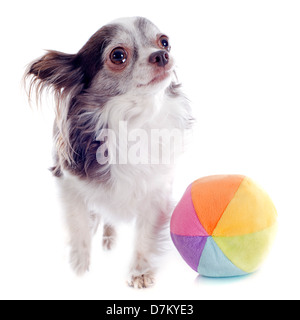 Portrait of a cute chihuahua pure race et ball in front of white background Banque D'Images