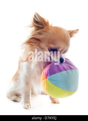 Portrait of a cute chihuahua pure race et ball in front of white background Banque D'Images