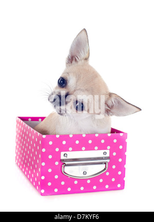 Portrait of a cute puppy chihuahua à la case in front of white background Banque D'Images