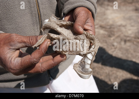 Abri de la peau d'une couleuvre obscure. Rencontre de nombreux serpents Saperas y compris le Krait serpent, Ruxelles Viper, sable, terre, Boa Boa mais les charmeurs de préférence sont la première et la deuxième commune cobra couleuvre obscure. Les serpents de rat sont souvent situés dans des champs agricoles agriculteurs même des foyers où Saperas sont appelés à les retirer. Dans la nature, la cobra commun est invariablement trouvé vivant dans un trou sur le terrain vague autour des champs agricoles. Banque D'Images