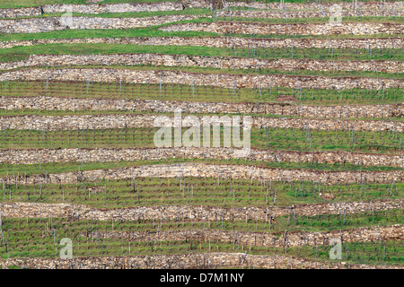 Terrasses de loess Vinyard dans la célèbre vallée de Wachau, Autriche Banque D'Images