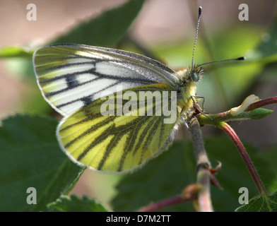 Close-up détaillé capture d'un macro-vert blanc veiné (Pieris Napi) posant sur une branche Banque D'Images