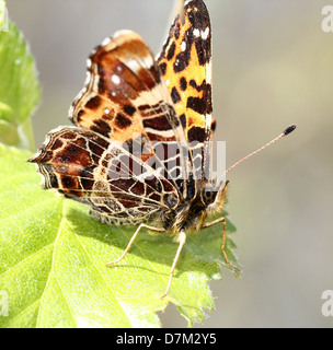 Papillon Araschnia levana (carte) Banque D'Images