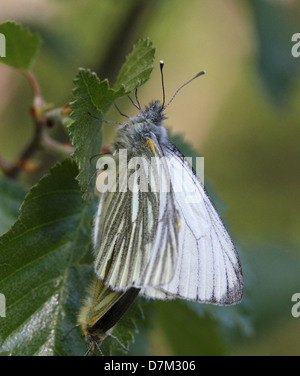 Close-up détaillé capture d'un macro-vert blanc veiné (Pieris Napi) posant dans l'herbe Banque D'Images