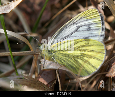 Close-up détaillé capture d'un macro-vert blanc veiné (Pieris Napi) posant dans l'herbe Banque D'Images