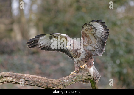 Buse variable sauvages sur une branche avec des ailes déployées Banque D'Images