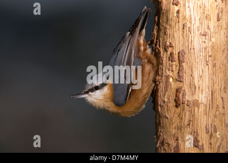 Blanche (Sitta europaea) à l'envers sur un journal Banque D'Images