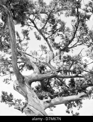 Arbre généalogique. Silhouette abstraite des branches d'arbre de pin. Image en noir et blanc Banque D'Images