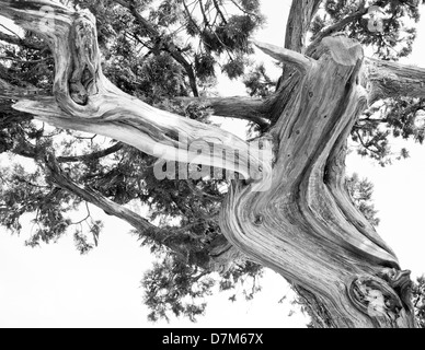 Arbre généalogique. Silhouette abstraite des branches d'arbre de pin. Image en noir et blanc Banque D'Images