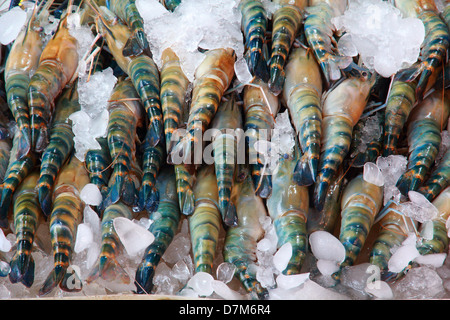 Grosses crevettes, crevettes Rivière commun avec de la glace pour conserver la fraîcheur Banque D'Images