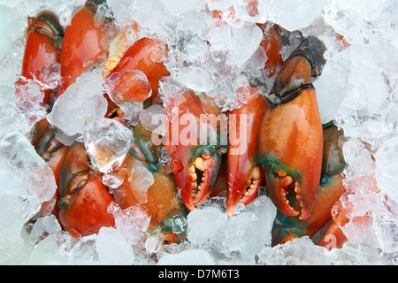 Griffe crabe avec de la glace pour conserver la fraîcheur Banque D'Images