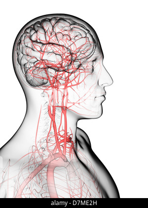 L'approvisionnement en sang du cerveau, artwork Banque D'Images