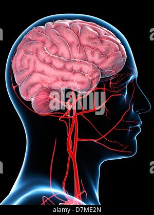 L'approvisionnement en sang du cerveau, artwork Banque D'Images