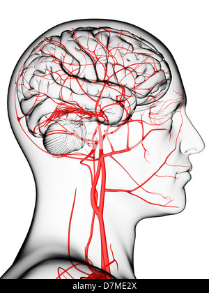 L'approvisionnement en sang du cerveau, artwork Banque D'Images