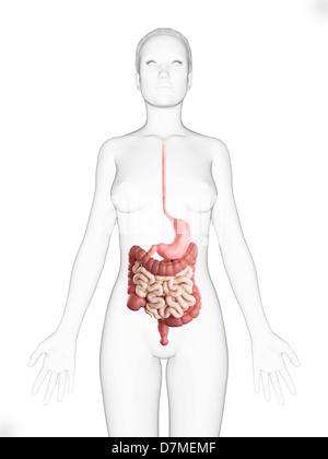 Système digestif femelle, artwork Banque D'Images