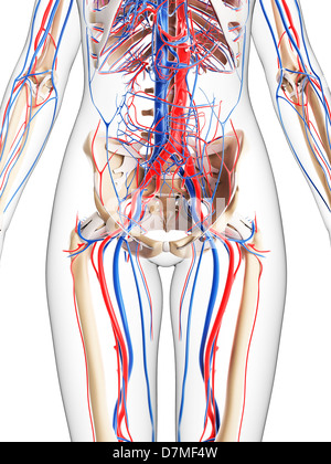 Système vasculaire féminin, artwork Banque D'Images