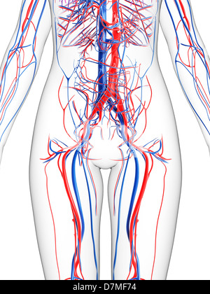 Système vasculaire féminin, artwork Banque D'Images