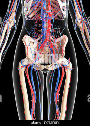 Système vasculaire féminin, artwork Banque D'Images