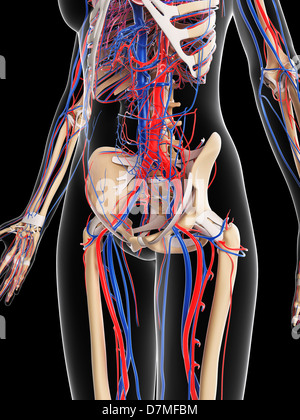 Système vasculaire féminin, artwork Banque D'Images