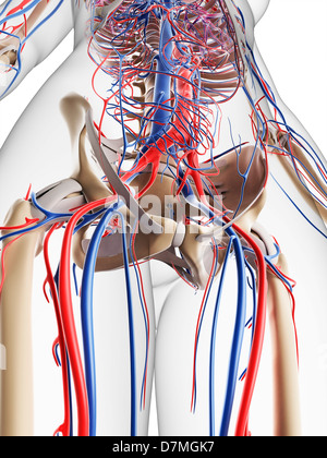 Système vasculaire féminin, artwork Banque D'Images