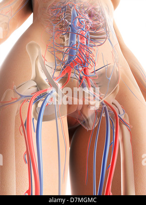 Système vasculaire féminin, artwork Banque D'Images