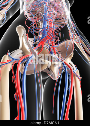 Système vasculaire féminin, artwork Banque D'Images