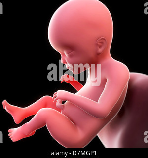 Fœtus à 39 semaines, artwork Banque D'Images