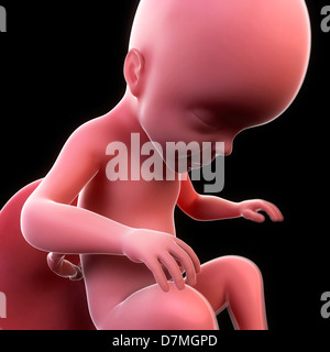 Fœtus à 37 semaines, artwork Banque D'Images