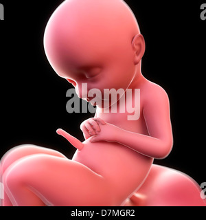 Fœtus à 31 semaines, artwork Banque D'Images