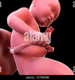 Fœtus à 29 semaines, artwork Banque D'Images