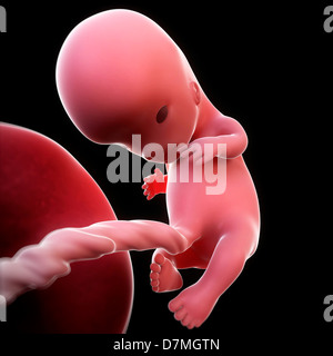 Fœtus à 10 semaines, artwork Banque D'Images