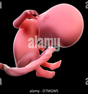 Fœtus à 14 semaines, artwork Banque D'Images