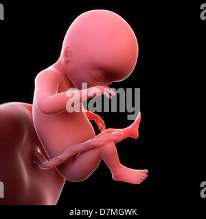 Fœtus à 19 semaines, artwork Banque D'Images