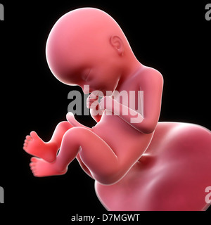 Fœtus à 21 semaines, artwork Banque D'Images