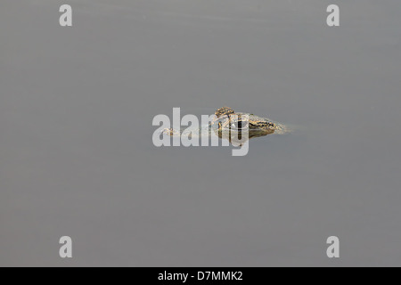 Caïman à lunettes (Caiman crocodilus) Banque D'Images