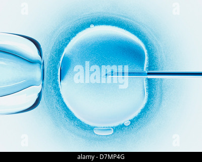 La fertilisation in vitro, artwork Banque D'Images