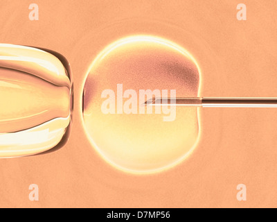 La fertilisation in vitro, artwork Banque D'Images