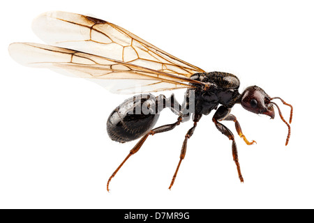 Jardin à ailes noires les espèces de fourmis Lasius niger Banque D'Images