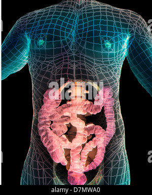 L'abdomen en bonne santé, 3D CT scan Banque D'Images