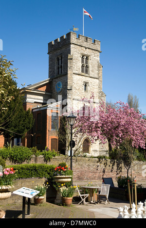 St Davids / Saint Mary's Anglican Church of England avec cherry blossom tree. Place principale, vieux centre-ville Twickenham. London UK Banque D'Images