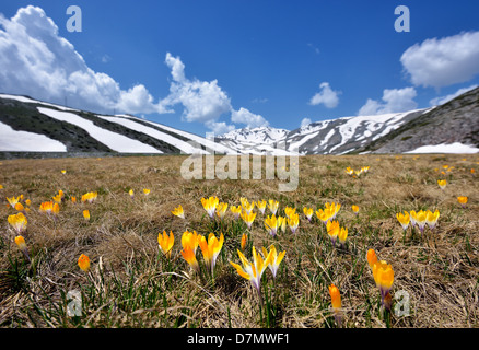 Crocus de printemps des fleurs dans la neige - les montagnes enneigées en arrière-plan Banque D'Images