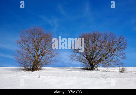 Deux arbres dans la neige sur fond de ciel bleu sur la montagne à partir de la Macédoine Banque D'Images